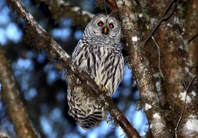 Court OKs killing a type of owl to see effect on other owls | iNFOnews.ca Court OKs killing a type of owl to see effect on other owls | iNFOnews.ca