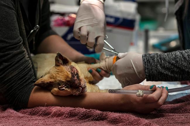 Latest: Veterinarian staff cares for animals burned by fires | iNFOnews.ca
