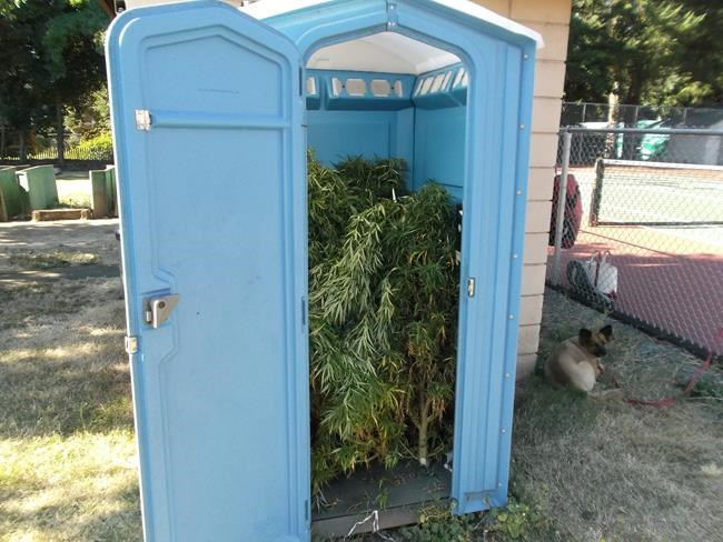 Oregon man finds portable toilet filled with pot | iNFOnews.ca