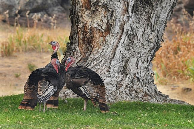 Oregon town seeks solutions to wild turkeys, their droppings | iNFOnews.ca
