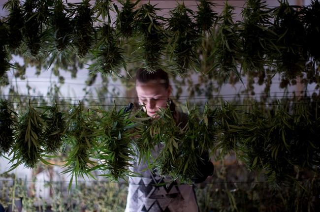 Oregon county, state clash over list of pot grow sites | iNFOnews.ca Oregon county, state clash over list of pot grow sites | iNFOnews.ca