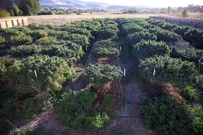 Judge tosses Oregon county's marijuana lawsuit against state | iNFOnews.ca Judge tosses Oregon county's marijuana lawsuit against state | iNFOnews.ca