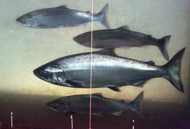 Judge: Plan for restoring Northwest salmon runs not enough | iNFOnews.ca