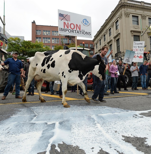 Tractors, cattle on Ottawa streets as farmers express trade talk fears | iNFOnews.ca