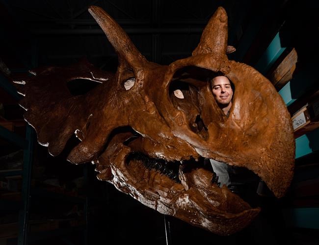 New ceratopsid dinosaur with 'spiked shield' identified by researchers | iNFOnews.ca New ceratopsid dinosaur with 'spiked shield' identified by researchers | iNFOnews.ca
