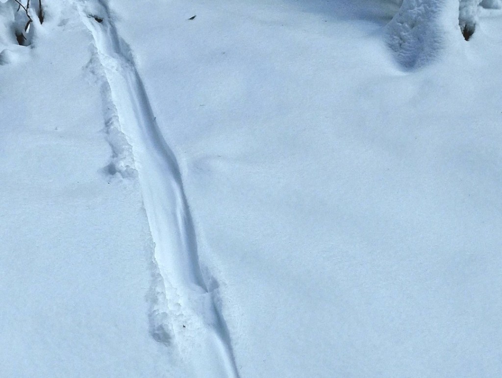 iN PHOTOS: Wild animals make cool tracks in Thompson-Okanagan snow | iNFOnews.ca iN PHOTOS: Wild animals make cool tracks in Thompson-Okanagan snow | iNFOnews.ca