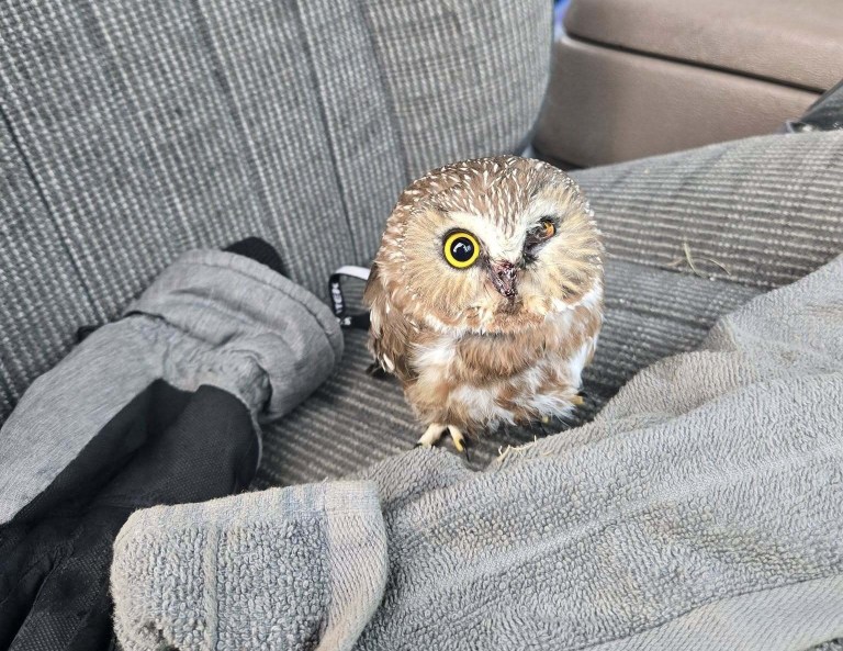 A small owl with an injured eye and nose sits on a car seat.