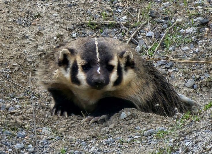 iN PHOTOS: Endangered American badgers popping up in Thompson-Okanagan | iNFOnews.ca iN PHOTOS: Endangered American badgers popping up in Thompson-Okanagan | iNFOnews.ca