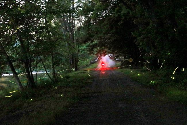 TravelLab: In a forest on the trail of synchronous fireflies | iNFOnews.ca TravelLab: In a forest on the trail of synchronous fireflies | iNFOnews.ca