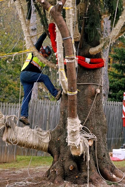 Pennsylvania tree to adorn Rockefeller Center for Christmas | iNFOnews.ca Pennsylvania tree to adorn Rockefeller Center for Christmas | iNFOnews.ca
