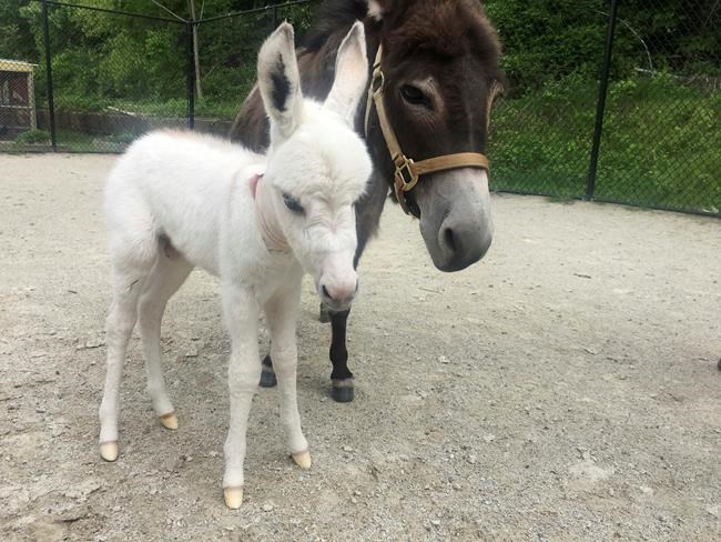Rescued mini-donkey gives birth, public can vote on a name | iNFOnews.ca CP998266682