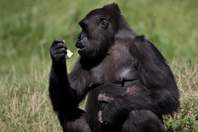 Cue the cuteness: Baby gorilla debuts at Philadelphia Zoo | iNFOnews.ca Cue the cuteness: Baby gorilla debuts at Philadelphia Zoo | iNFOnews.ca
