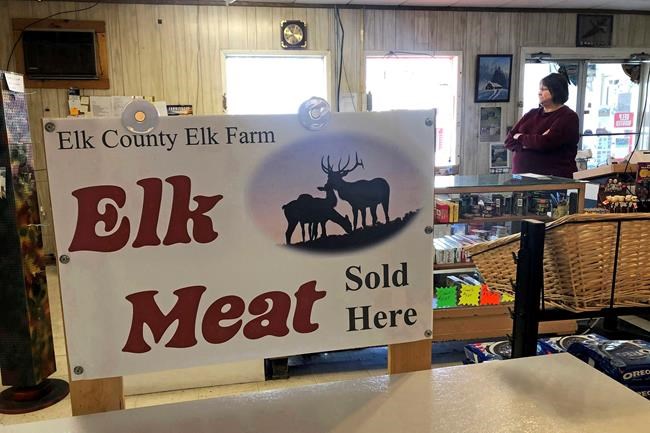 Elk spur a tourism boom in northwestern Pennsylvania | iNFOnews.ca