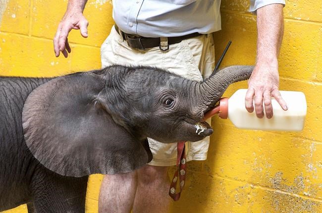 Pittsburgh zoo says premature elephant born at nature centre | iNFOnews.ca Pittsburgh zoo says premature elephant born at nature centre | iNFOnews.ca