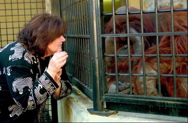 Sign-language speaking orangutan raised like a human dies | iNFOnews.ca