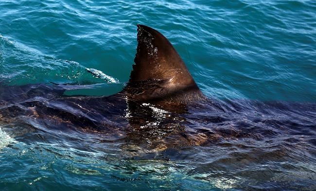Phelps loses by 2 seconds to simulated shark in 'Shark Week' | iNFOnews.ca Phelps loses by 2 seconds to simulated shark in 'Shark Week' | iNFOnews.ca