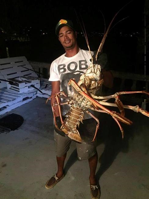 Fisherman reels in whopper of a lobster in Bermuda | iNFOnews.ca Fisherman reels in whopper of a lobster in Bermuda | iNFOnews.ca