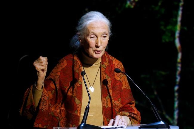 Jane Goodall feels sorry for Cincinnati Zoo director | iNFOnews.ca