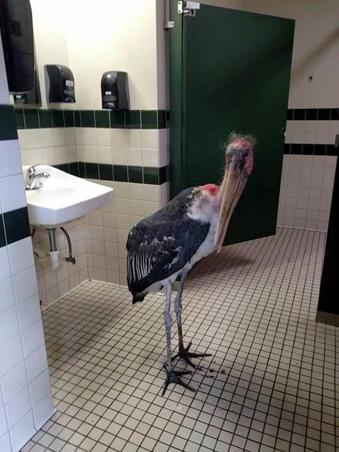 Bird Brain: Smart stork hides in zoo loo to duck hurricane | iNFOnews.ca
