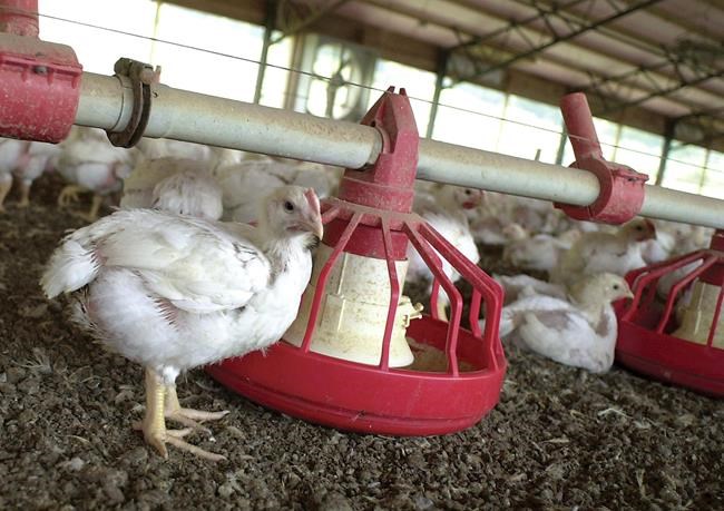Report: US poultry workers forced to wear diapers on job | iNFOnews.ca Report: US poultry workers forced to wear diapers on job | iNFOnews.ca