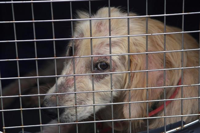 Congress approves bill expanding animal cruelty law | iNFOnews.ca