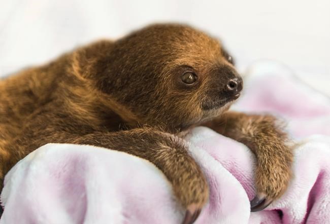 Baby sloth ready for visitors at Pittsburgh National Aviary | iNFOnews.ca