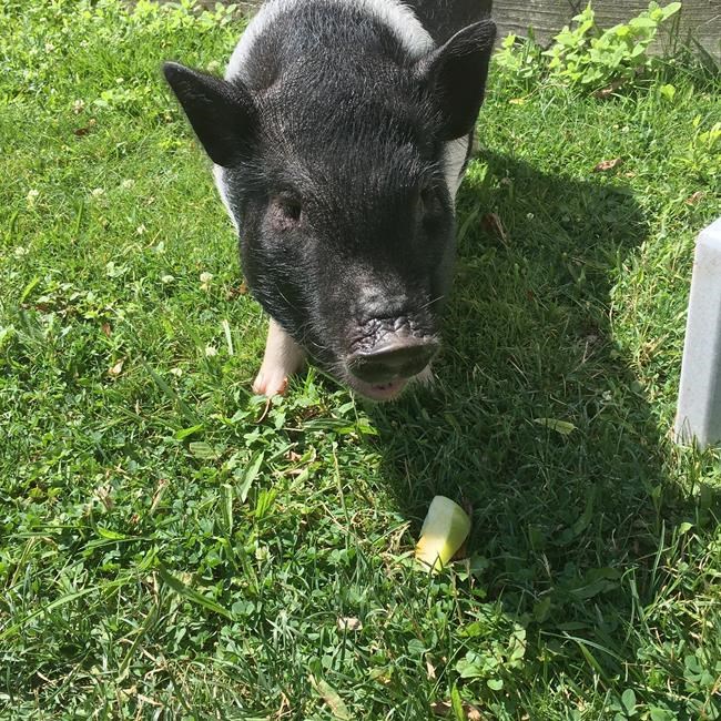 Couple offers $500 reward for missing potbellied therapy pig | iNFOnews.ca