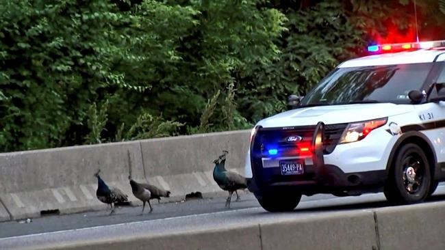 1 of 4 peacocks that roamed from Philadelphia Zoo found dead | iNFOnews.ca 1 of 4 peacocks that roamed from Philadelphia Zoo found dead | iNFOnews.ca