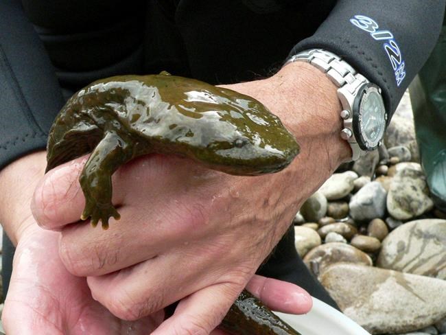 Showdown looming over official Pennsylvania amphibian | iNFOnews.ca