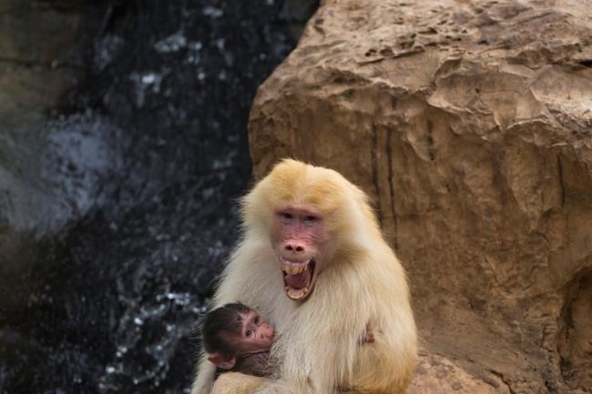 Scientists hear voice of ancient humans in baboon calls | iNFOnews.ca Scientists hear voice of ancient humans in baboon calls | iNFOnews.ca