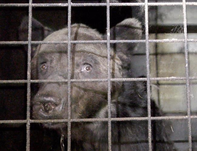 France bans shows by ailing bear following abuse complaints | iNFOnews.ca