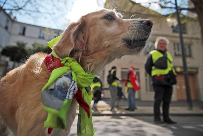 France's yellow vests: Who they are, what they want, and why | iNFOnews.ca France's yellow vests: Who they are, what they want, and why | iNFOnews.ca
