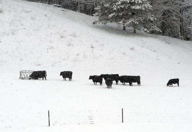Spring snowstorm makes for slippery, sloppy commute | iNFOnews.ca CP1535777866