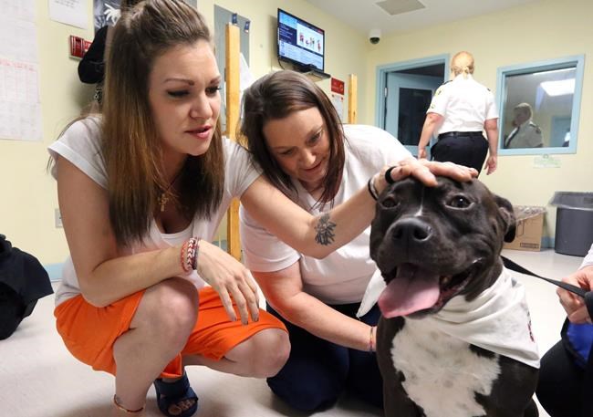 Therapy dogs ease tensions in Newfoundland's troubled Victorian-era prison | iNFOnews.ca