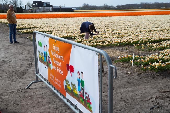 Dutch farmers to tourists: Don't trample our tulips | iNFOnews.ca Dutch farmers to tourists: Don't trample our tulips | iNFOnews.ca