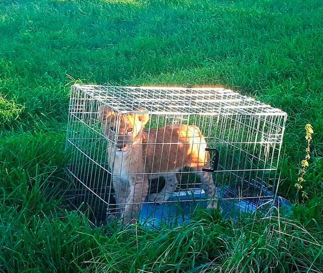 Walk on the wild side: Dutch jogger runs into lion cub | iNFOnews.ca