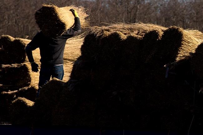 Chinese imports threaten ancient craft of Dutch reed cutters | iNFOnews.ca Chinese imports threaten ancient craft of Dutch reed cutters | iNFOnews.ca