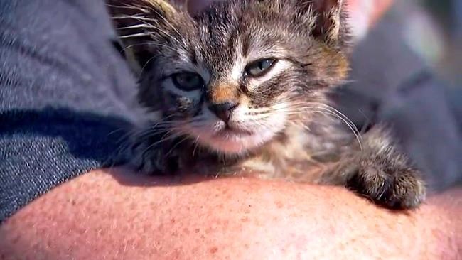 Oregon man rescues kitten glued to busy road | iNFOnews.ca Oregon man rescues kitten glued to busy road | iNFOnews.ca