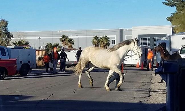 Officials seize horses, pigeons, turtles from Las Vegas home | iNFOnews.ca