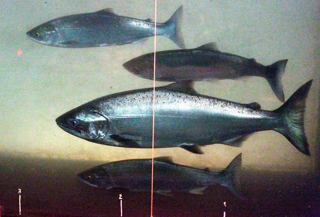 Fishing season ends early on Columbia River | iNFOnews.ca