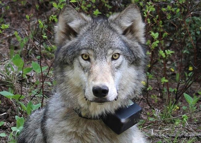 CP891219968
