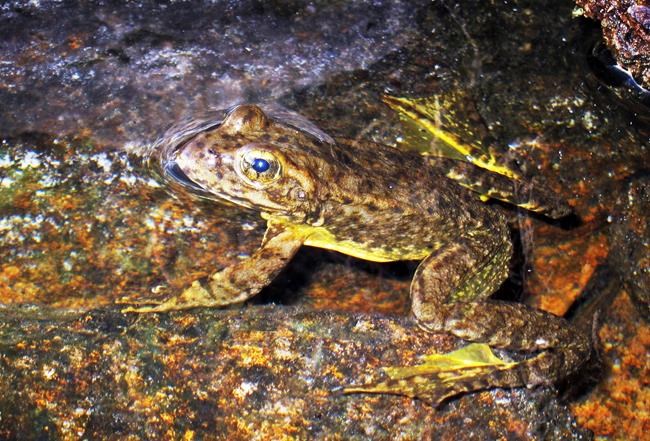 Scientists: Endangered frog rebounding in Yosemite park | iNFOnews.ca