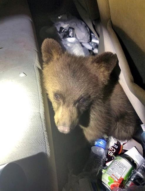 Driven by hunger: Police rescue bear cub trapped in car | iNFOnews.ca