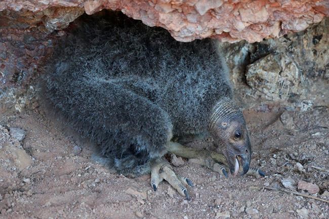 Condor chick born in wild flies from nest at California park | iNFOnews.ca