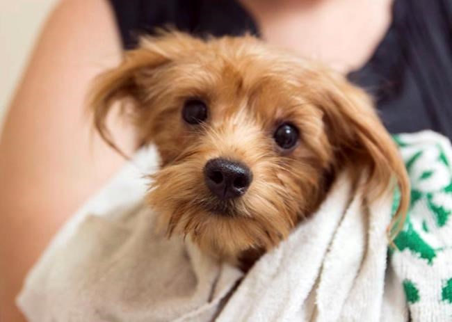 California couple pleads guilty to hoarding 170 Yorkies | iNFOnews.ca