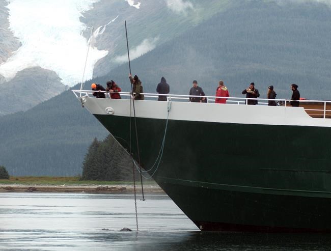 Whale gets entangled in cruise ship anchor for half a day | iNFOnews.ca
