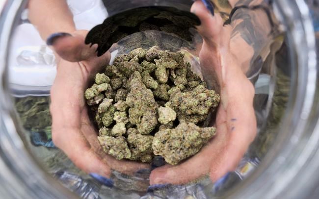 The Latest: California pot officials hear litany of problems | iNFOnews.ca