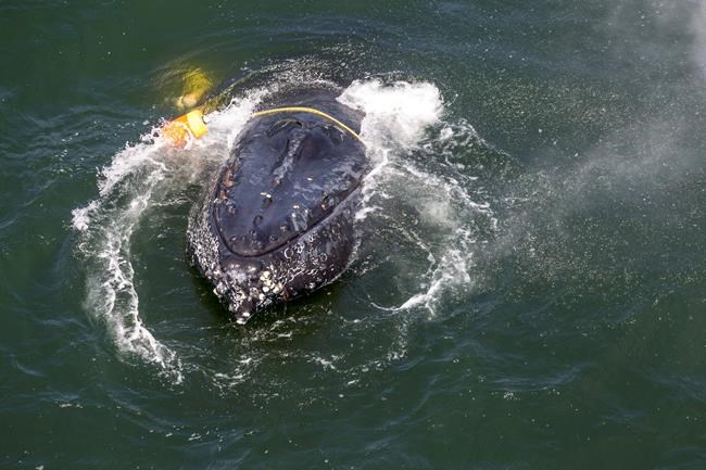 California rescuers free humpback snagged by fishing anchors | iNFOnews.ca California rescuers free humpback snagged by fishing anchors | iNFOnews.ca