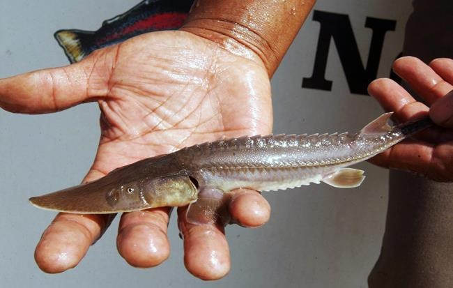 Montana dam, passage to save fish lacks funding | iNFOnews.ca