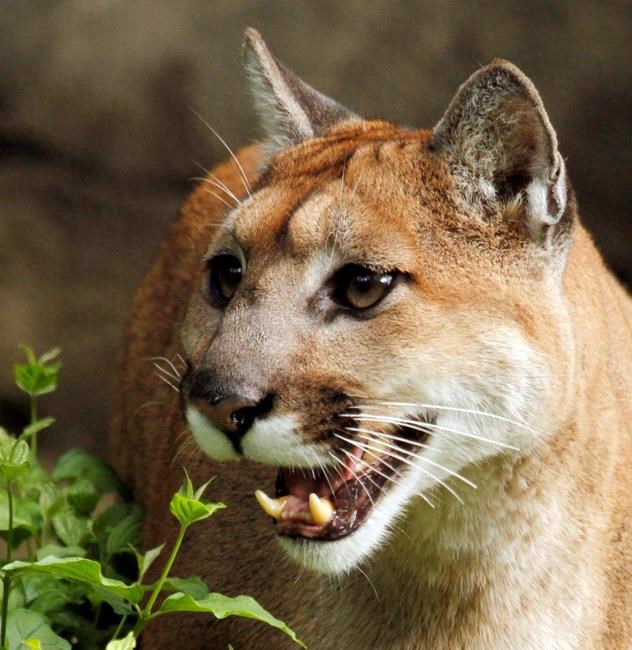 Wildlife officials kill cougars preying on pets in Oregon | iNFOnews.ca